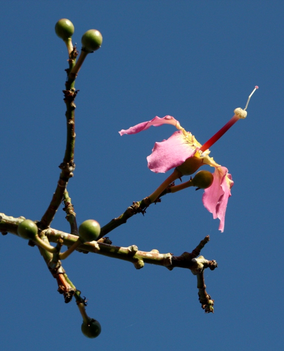 ceiba